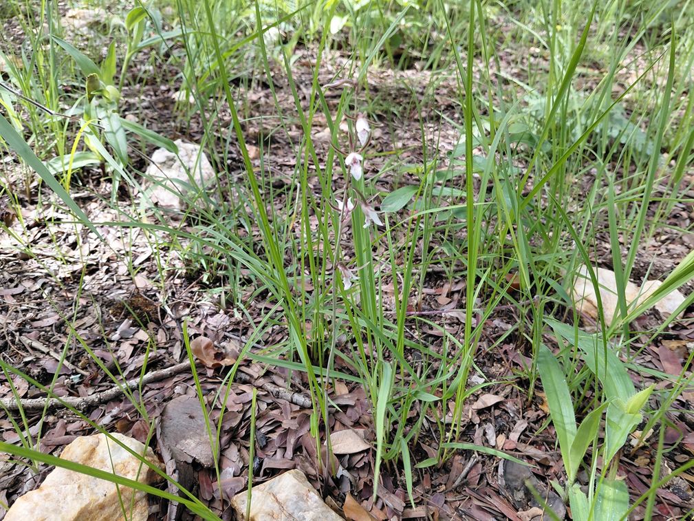 Eulophia acutilabra