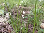 Eulophia acutilabra