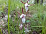 Eulophia acutilabra