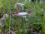 Eulophia acutilabra