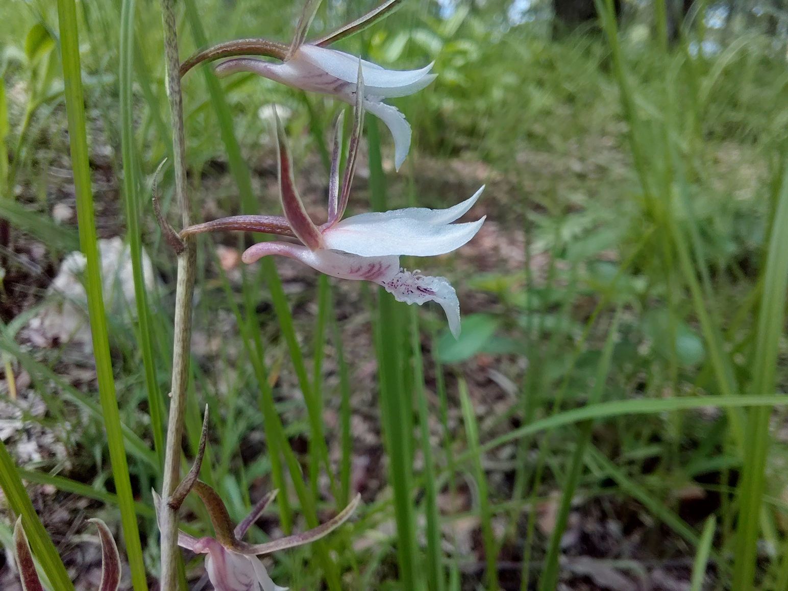 Eulophia acutilabra