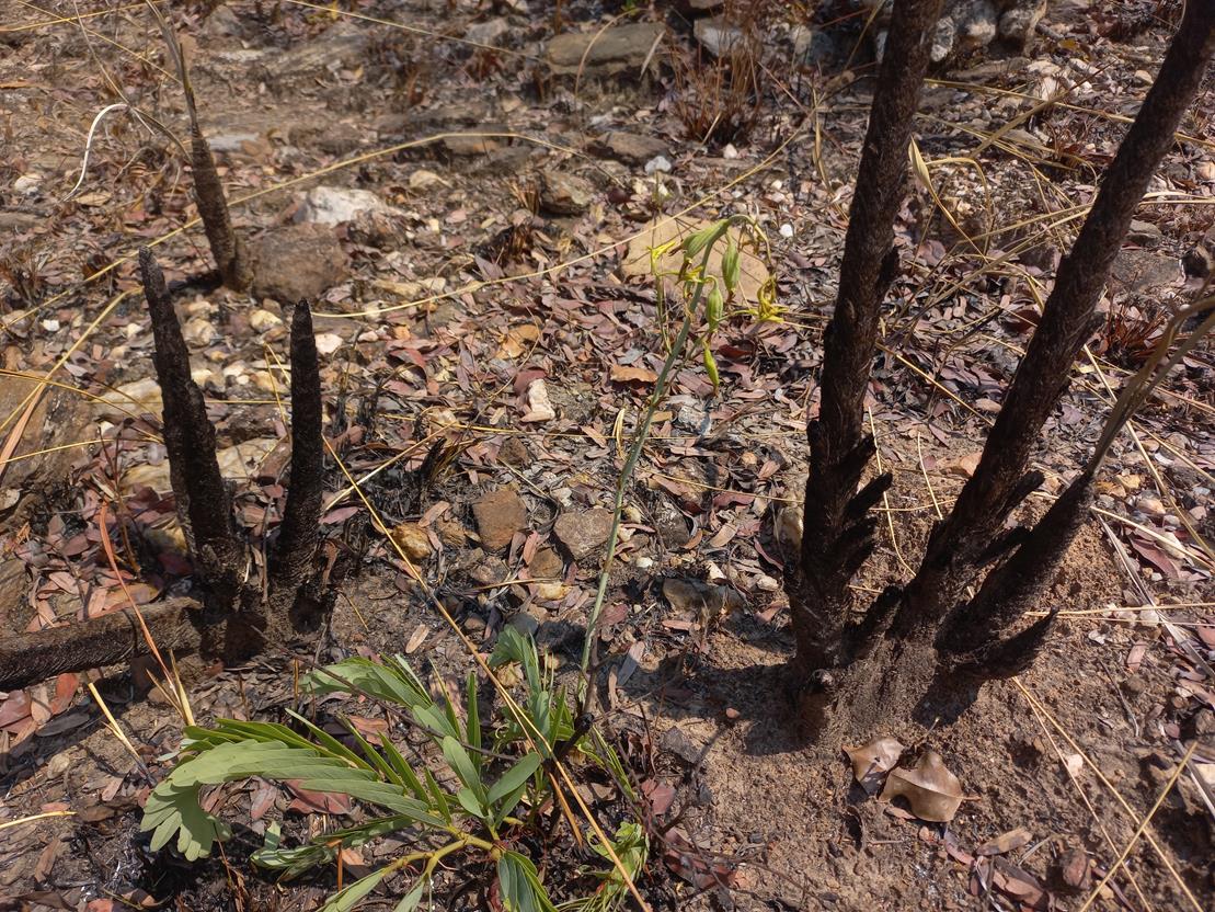 Eulophia callichroma