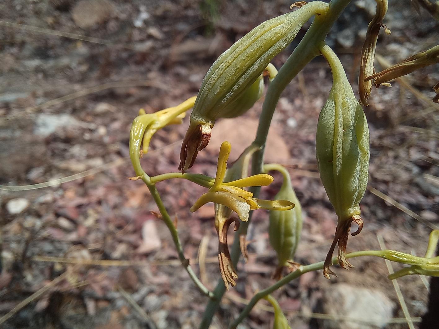 Eulophia callichroma