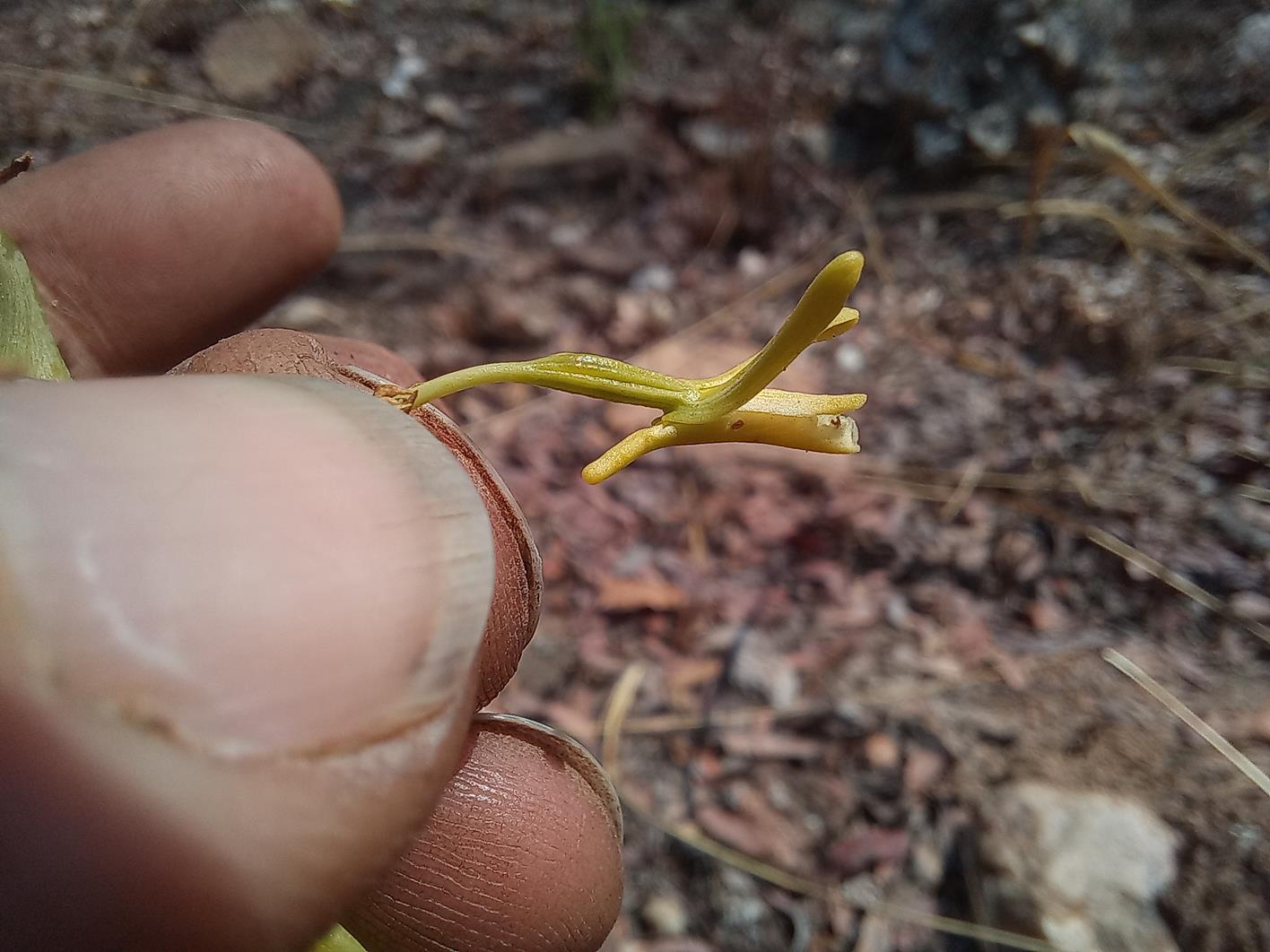 Eulophia callichroma