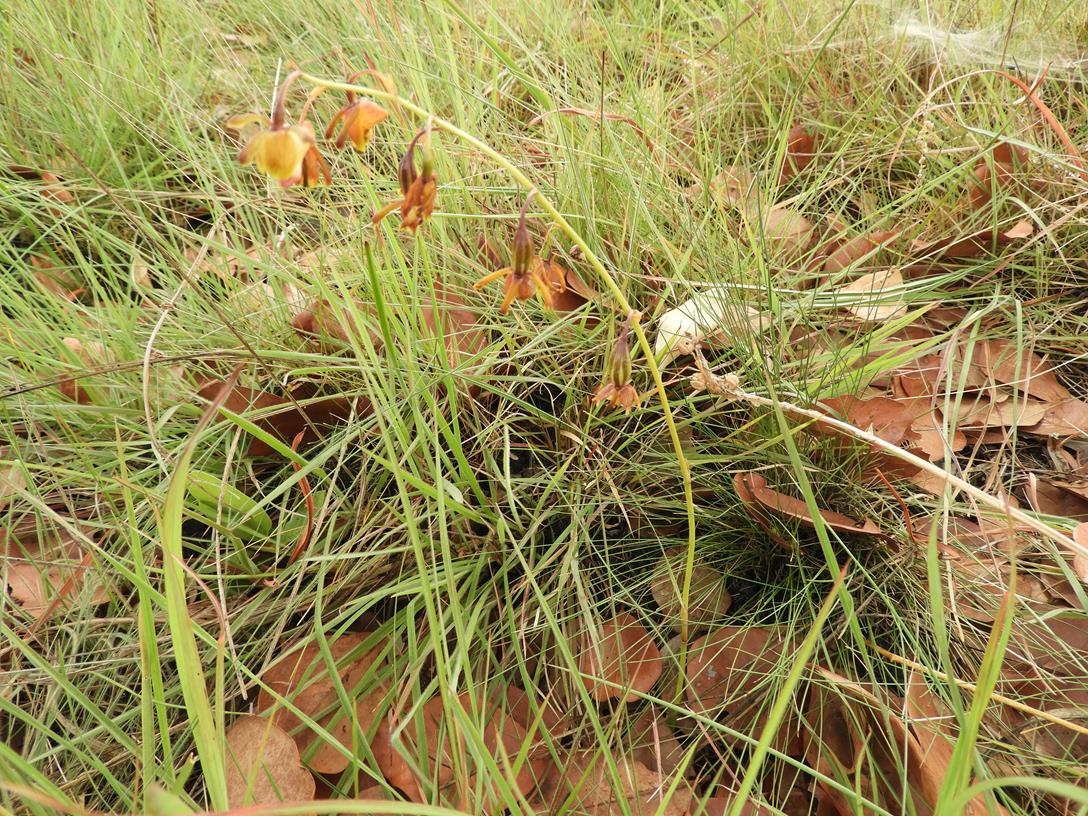 Eulophia coeloglossa