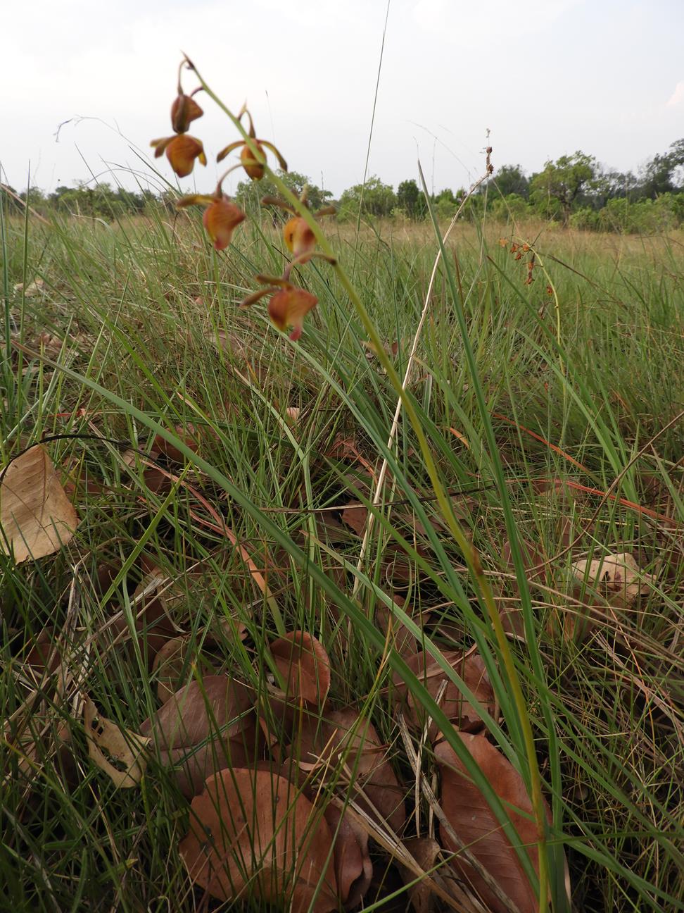 Eulophia coeloglossa