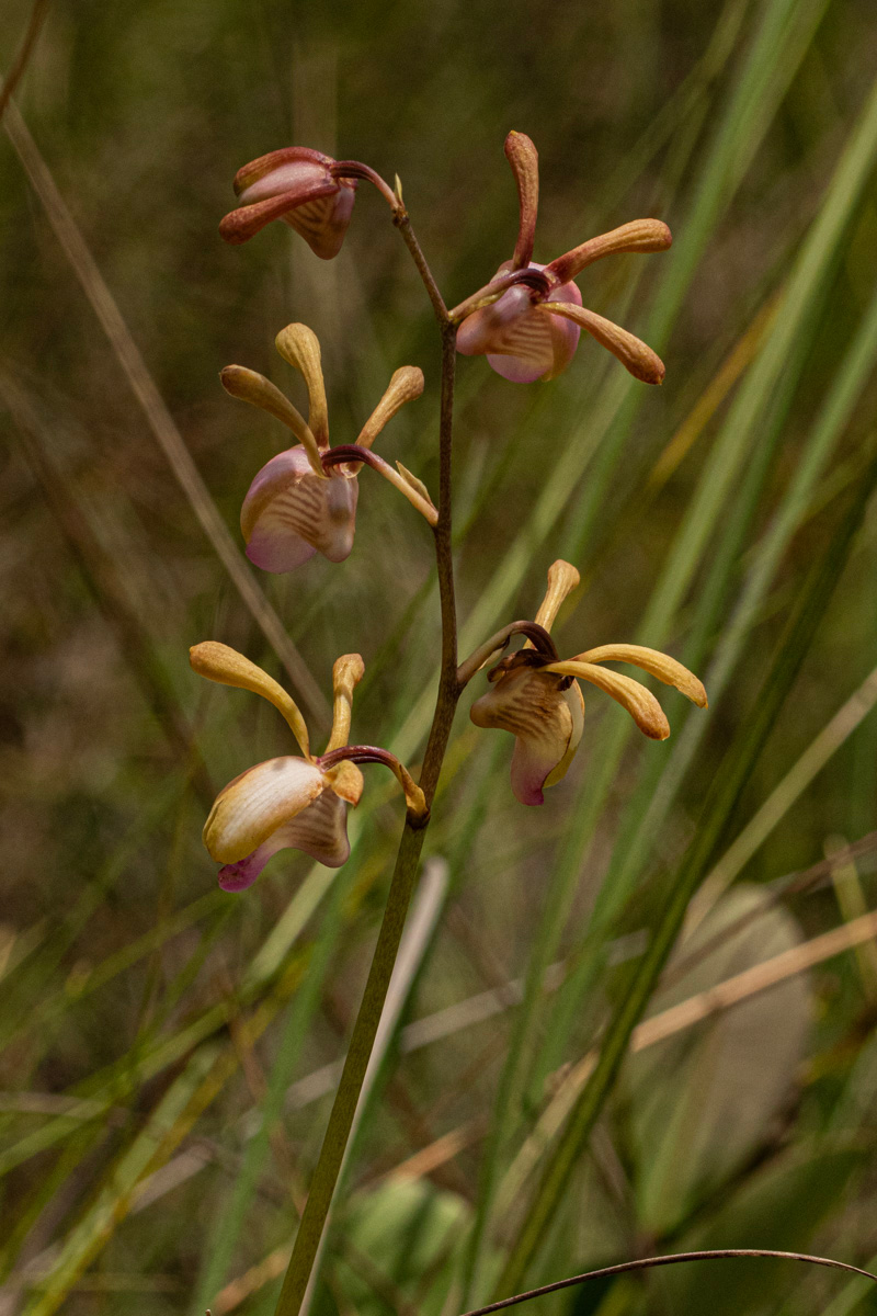 Eulophia coeloglossa