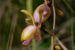 Eulophia coeloglossa