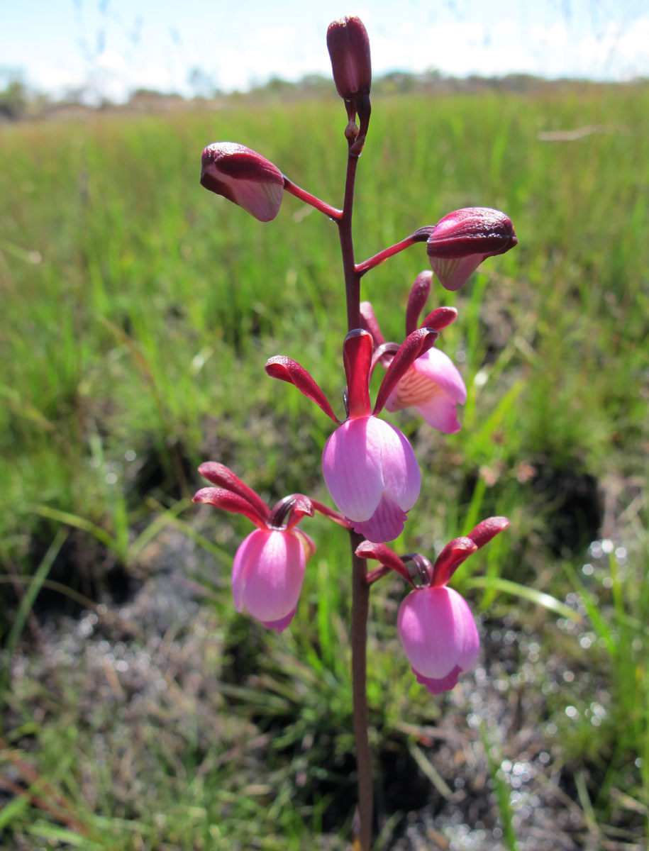 Eulophia coeloglossa Eulophia coeloglossa
