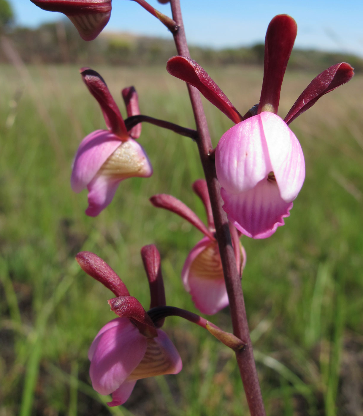 Eulophia coeloglossa Eulophia coeloglossa