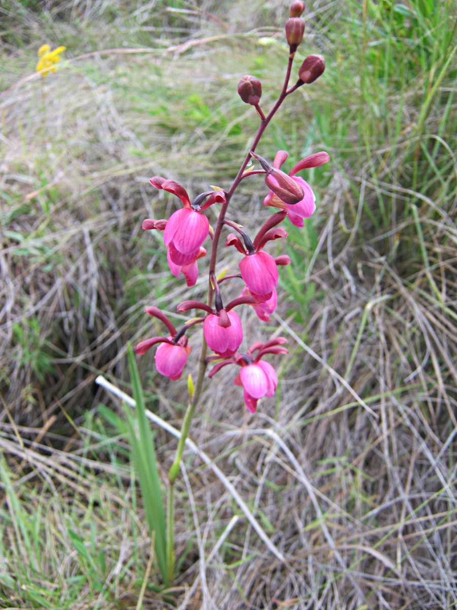 Eulophia coeloglossa
