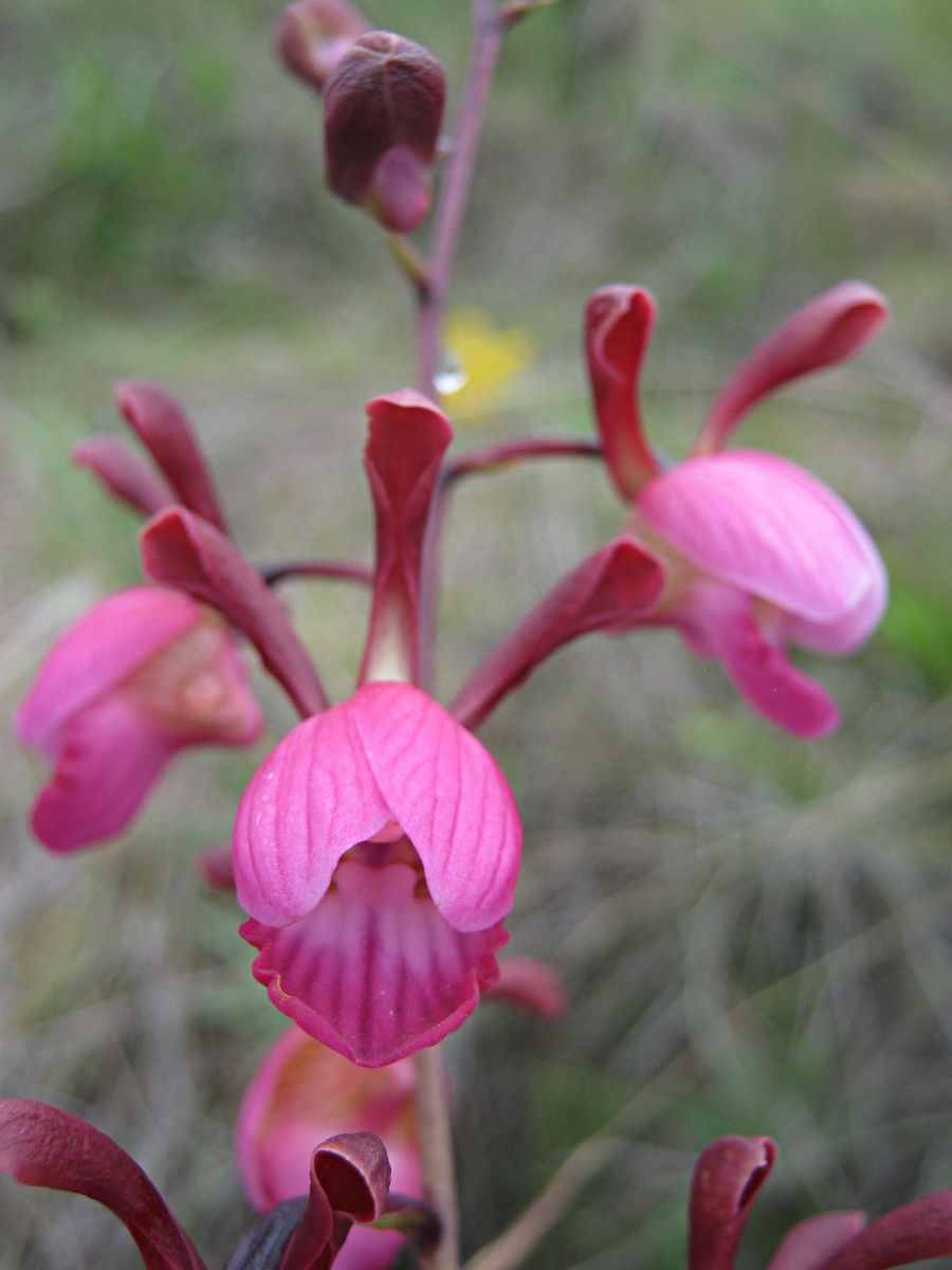 Eulophia coeloglossa Eulophia coeloglossa