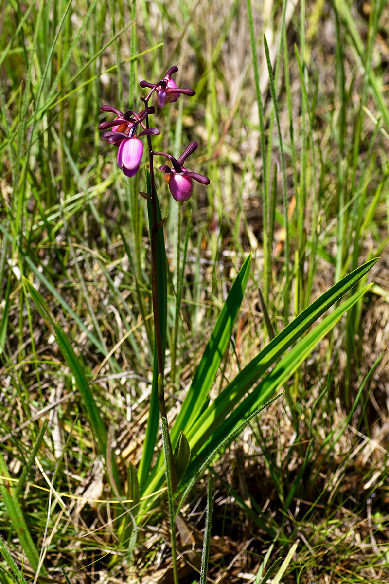Eulophia coeloglossa