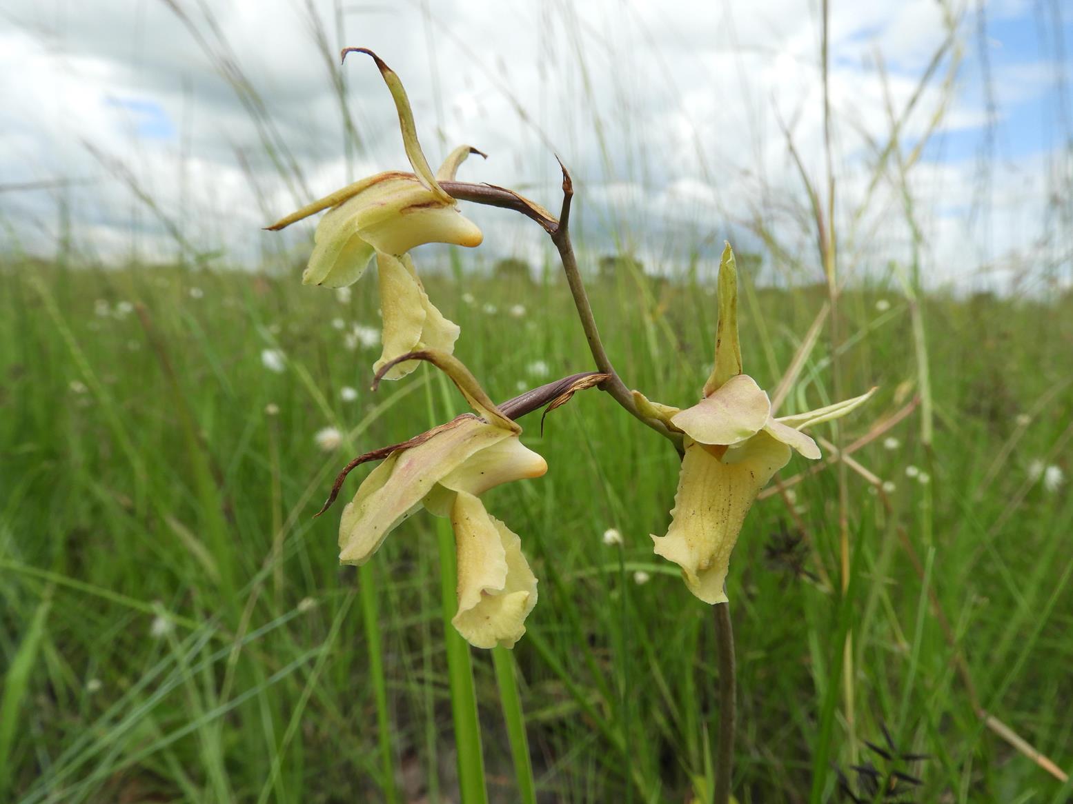 Eulophia flavopurpurea