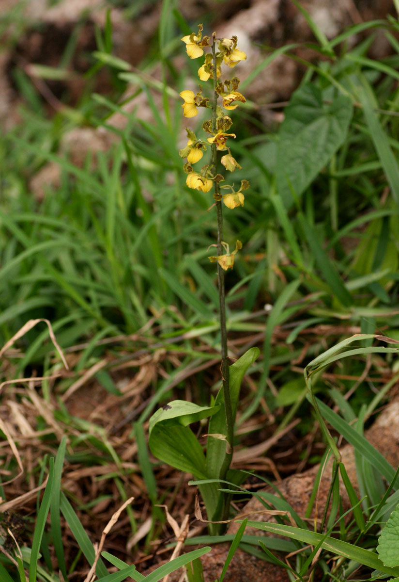 Eulophia fridericii