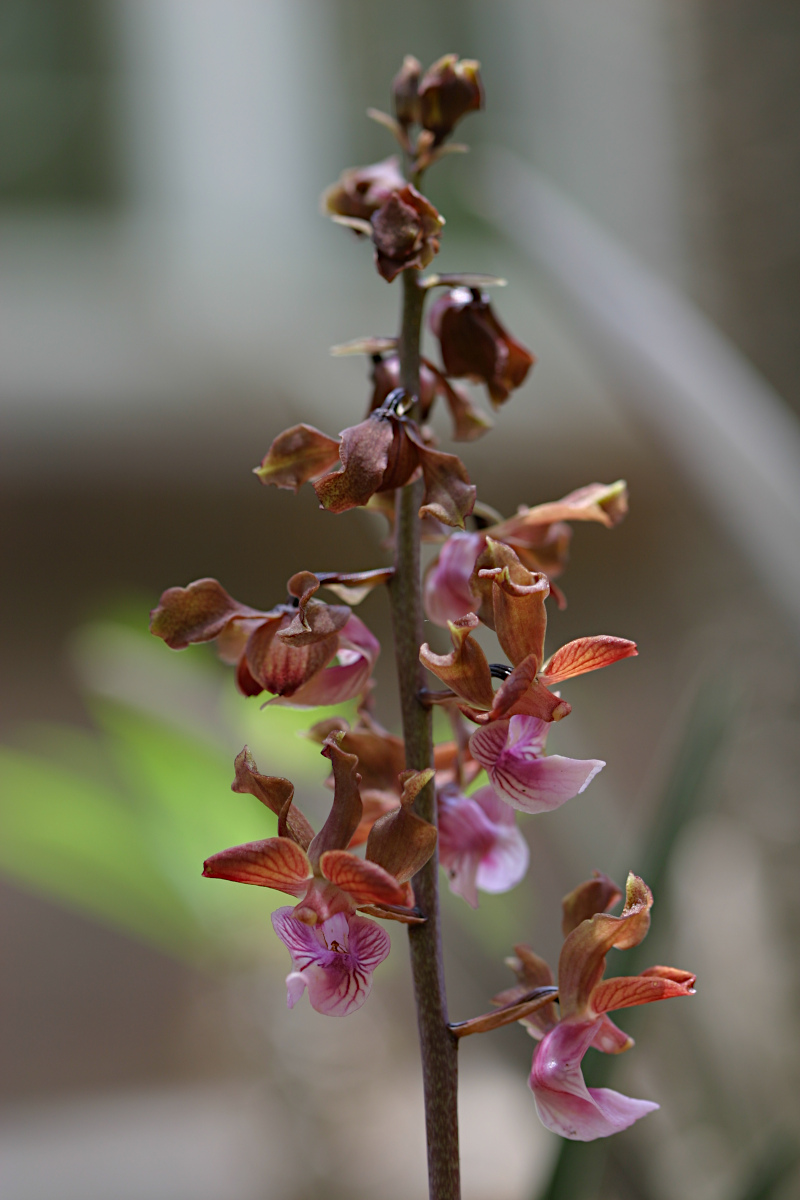 Eulophia gonychila Eulophia gonychila
