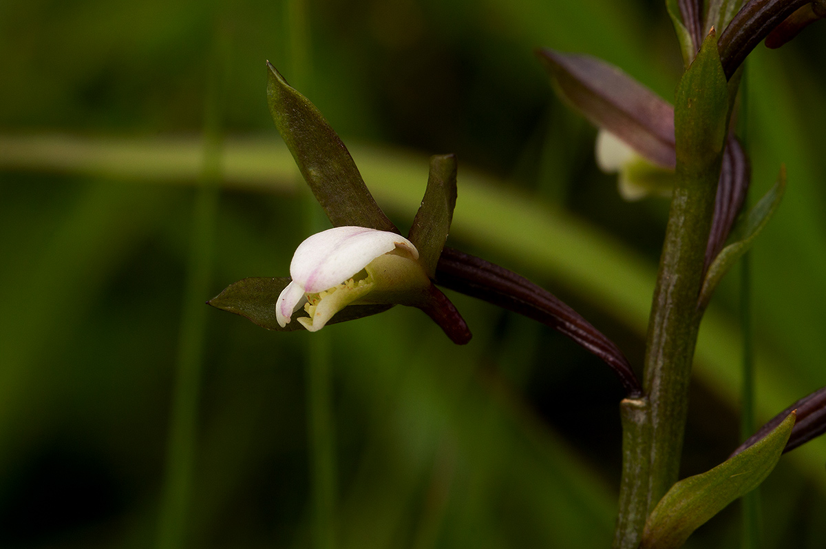 Eulophia hians var. nutans