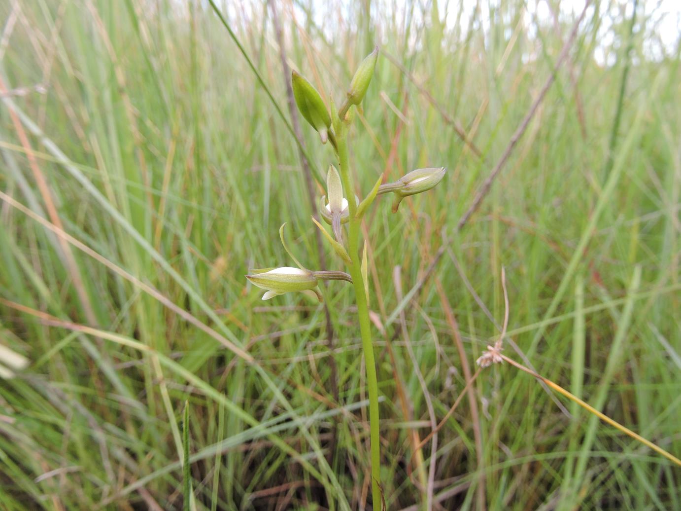 Eulophia hians var. nutans