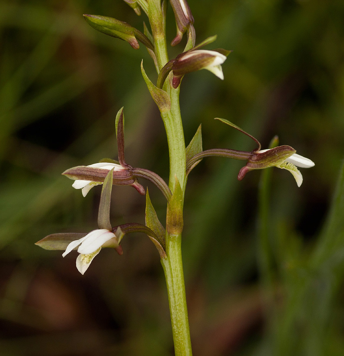 Eulophia hians var. nutans