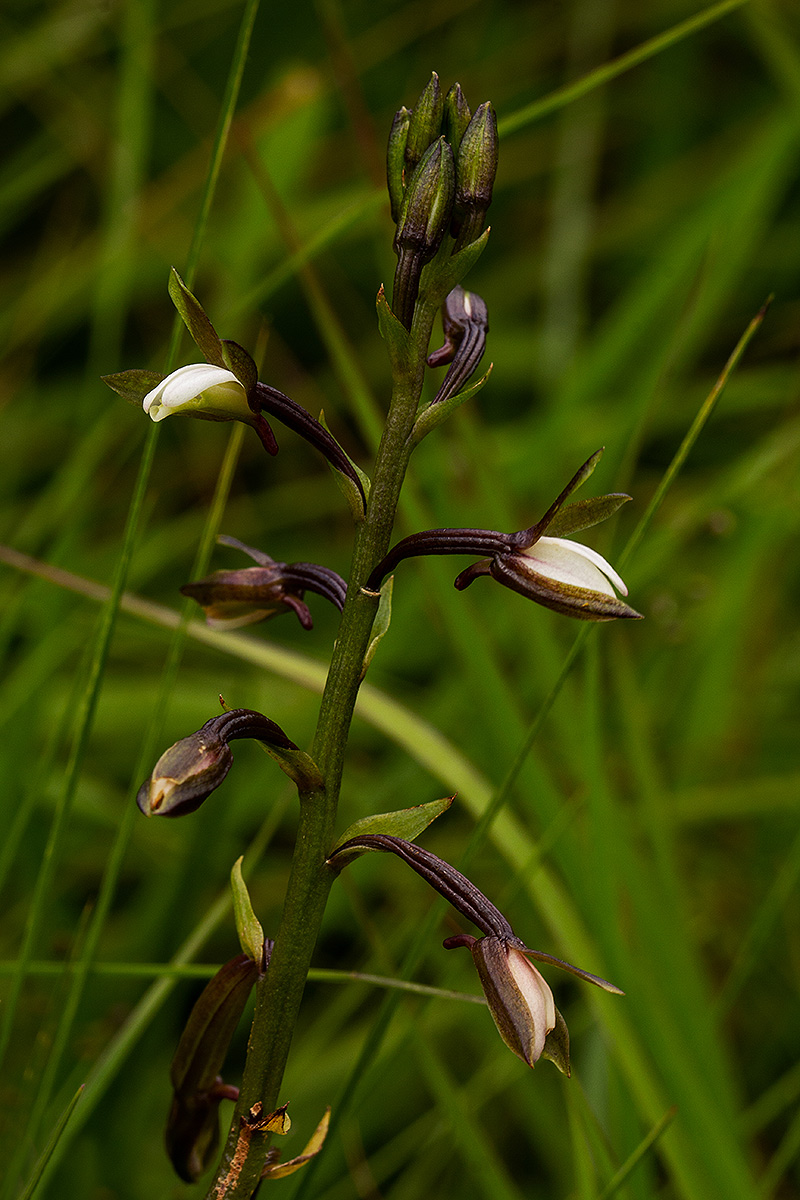 Eulophia hians var. nutans