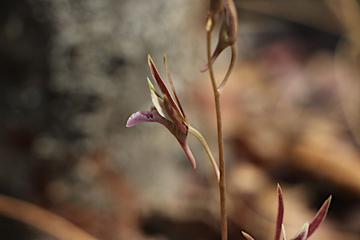 Eulophia katangensis