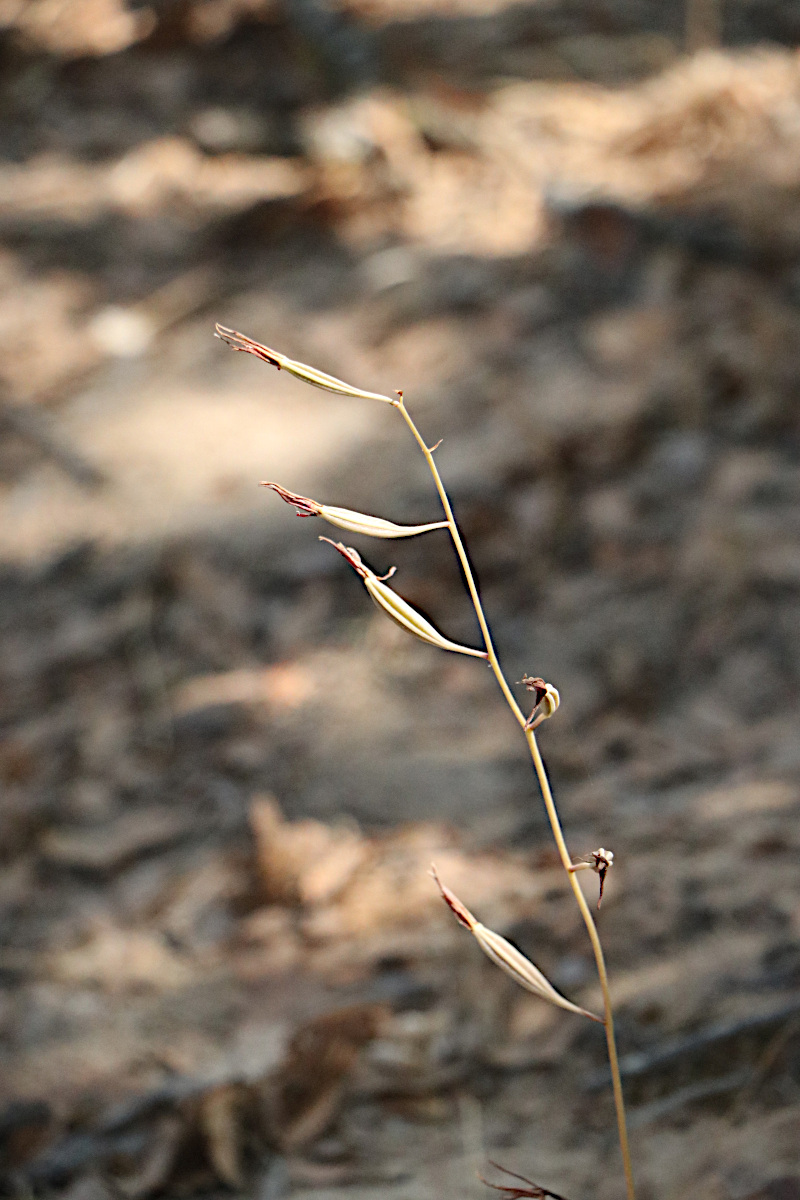 Eulophia katangensis
