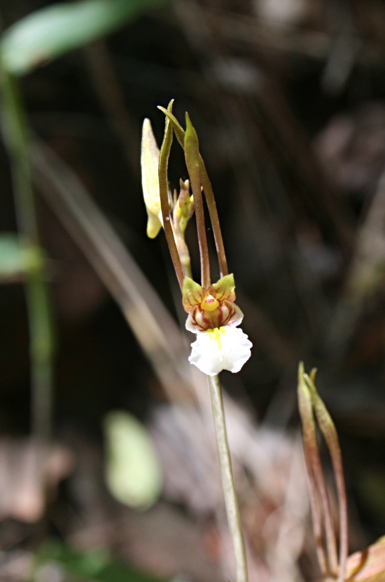Eulophia longisepala Eulophia longisepala