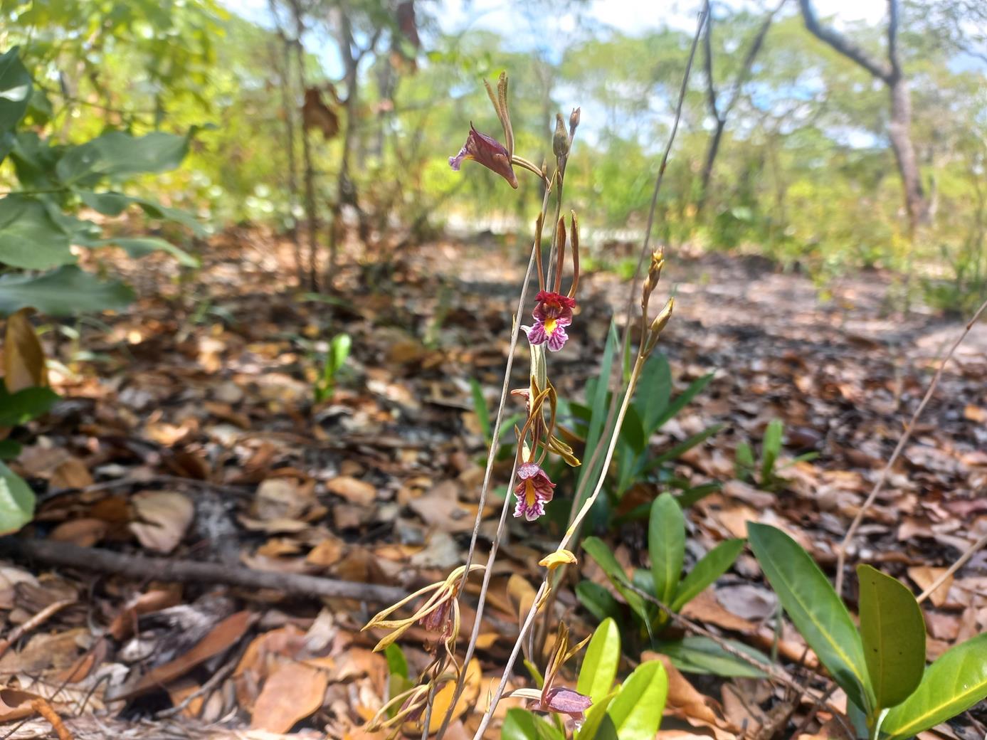 Eulophia longisepala Eulophia longisepala