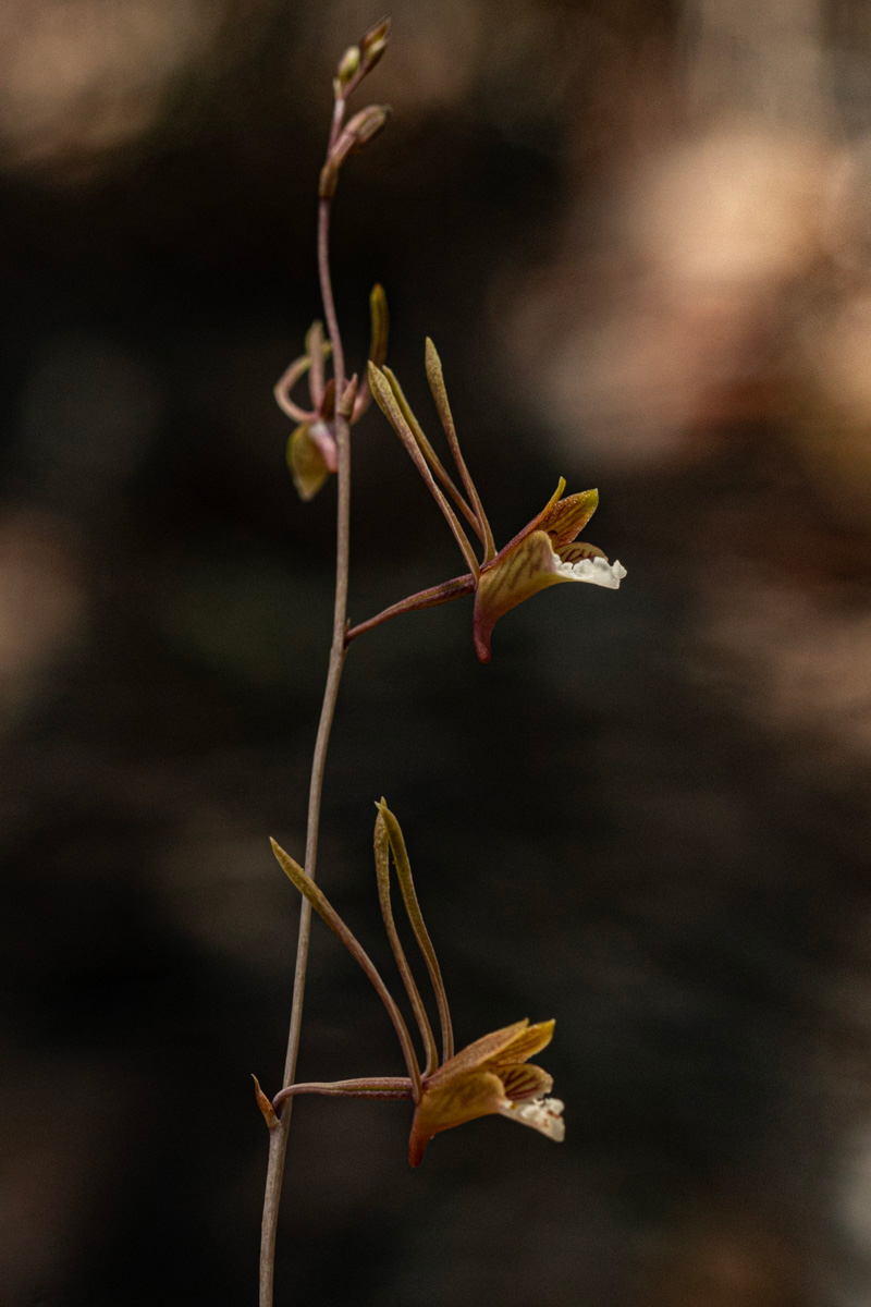Eulophia longisepala