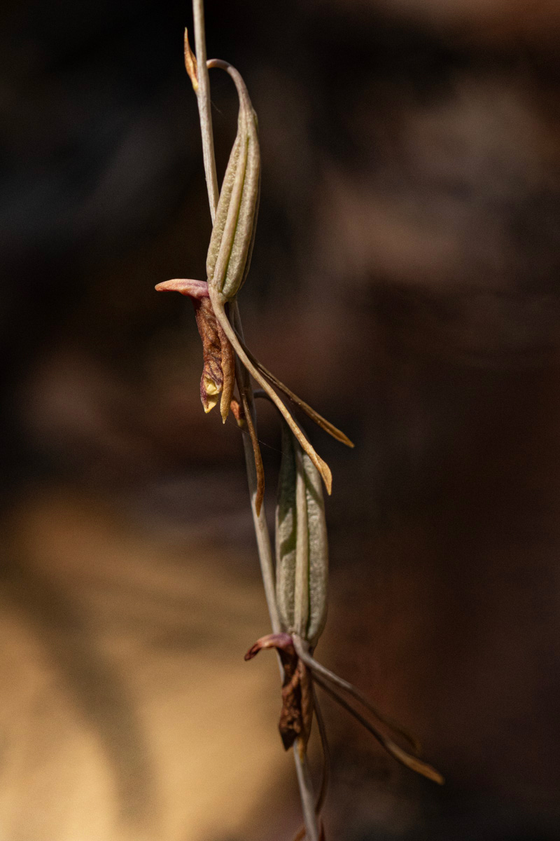 Eulophia longisepala