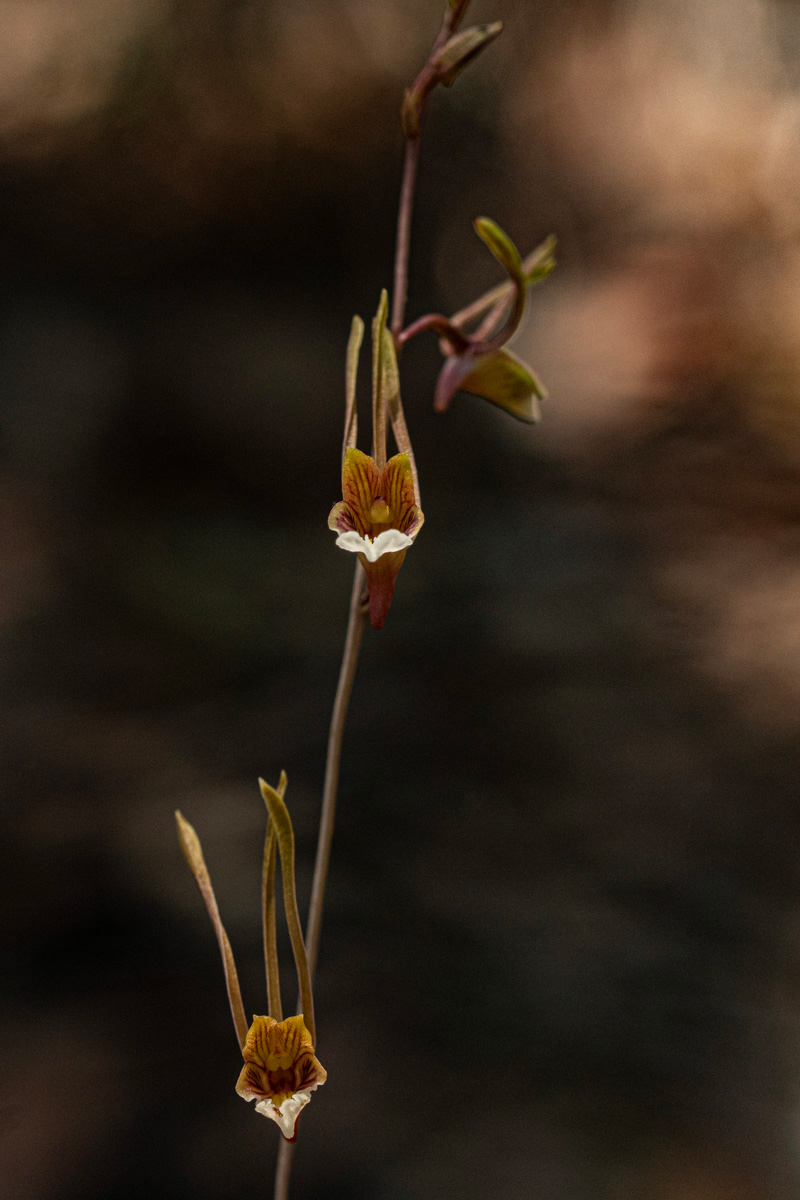 Eulophia longisepala