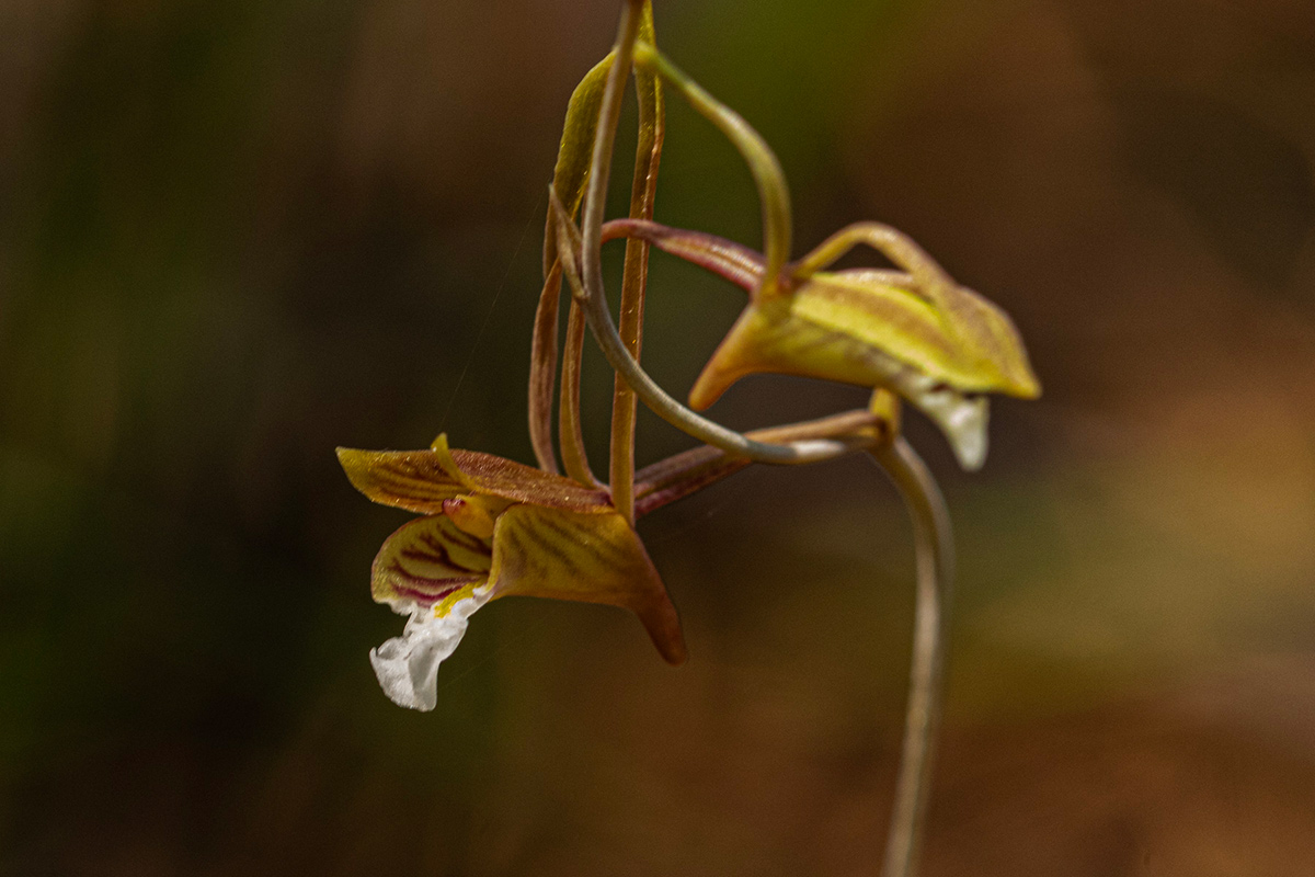 Eulophia longisepala