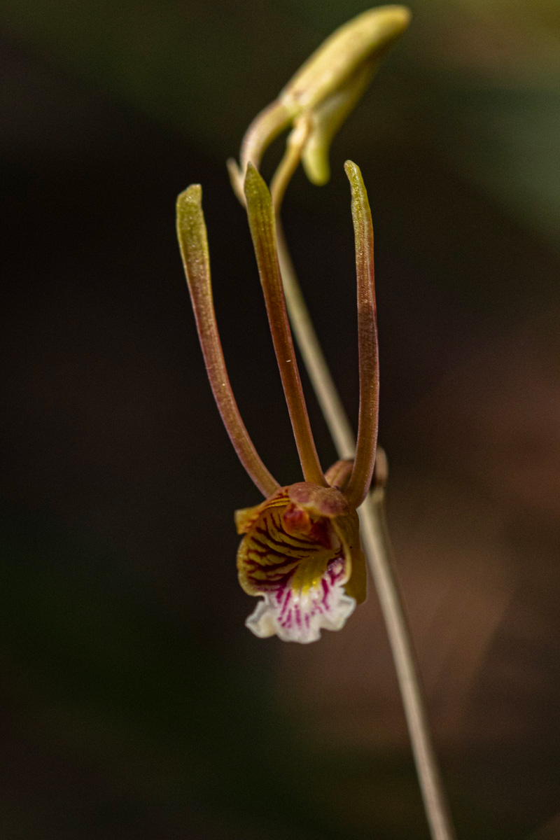 Eulophia longisepala