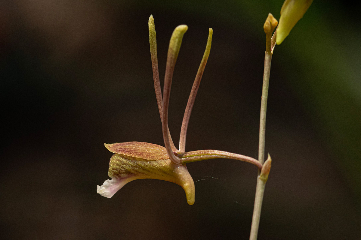 Eulophia longisepala