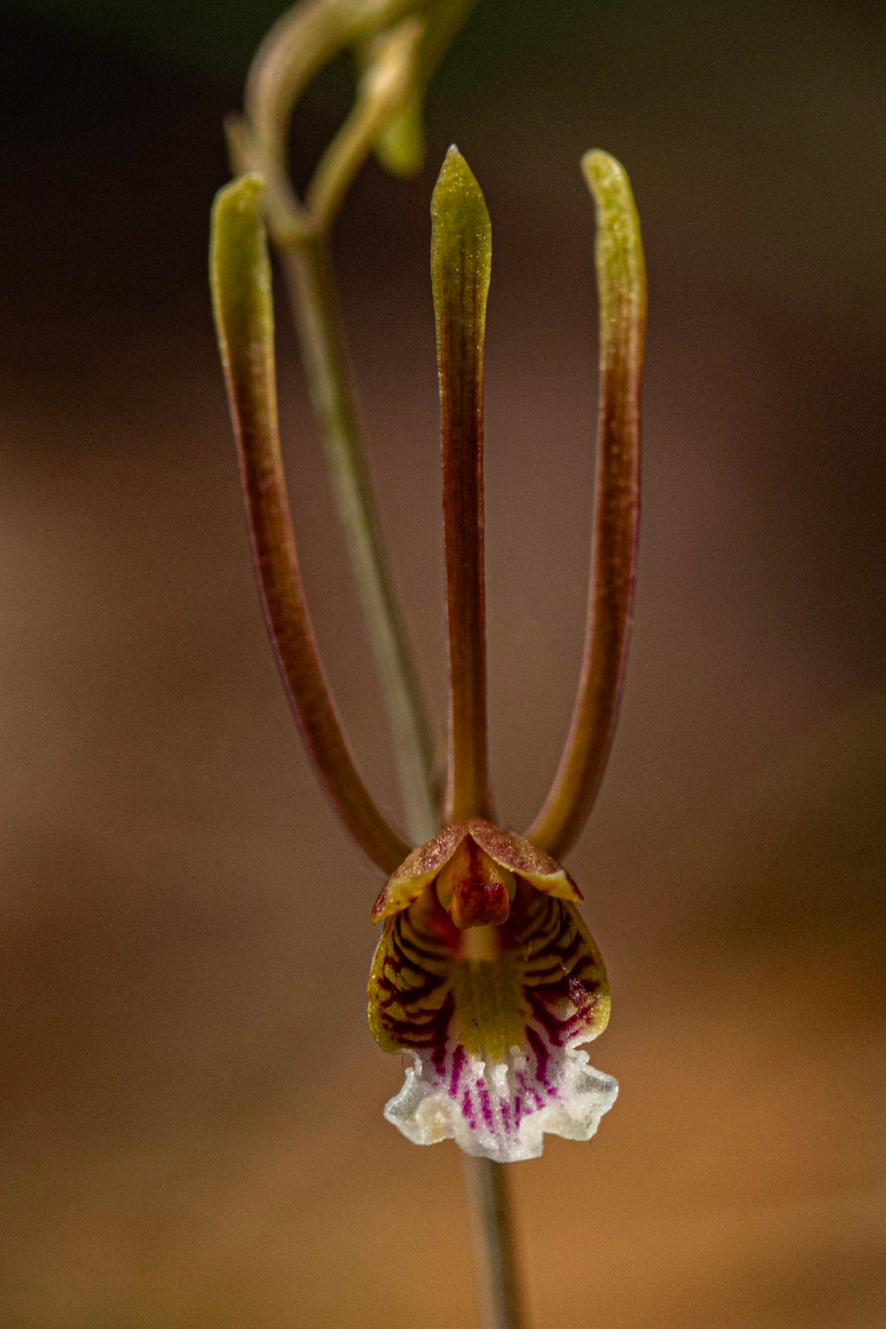 Eulophia longisepala