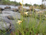 Orthochilus milnei