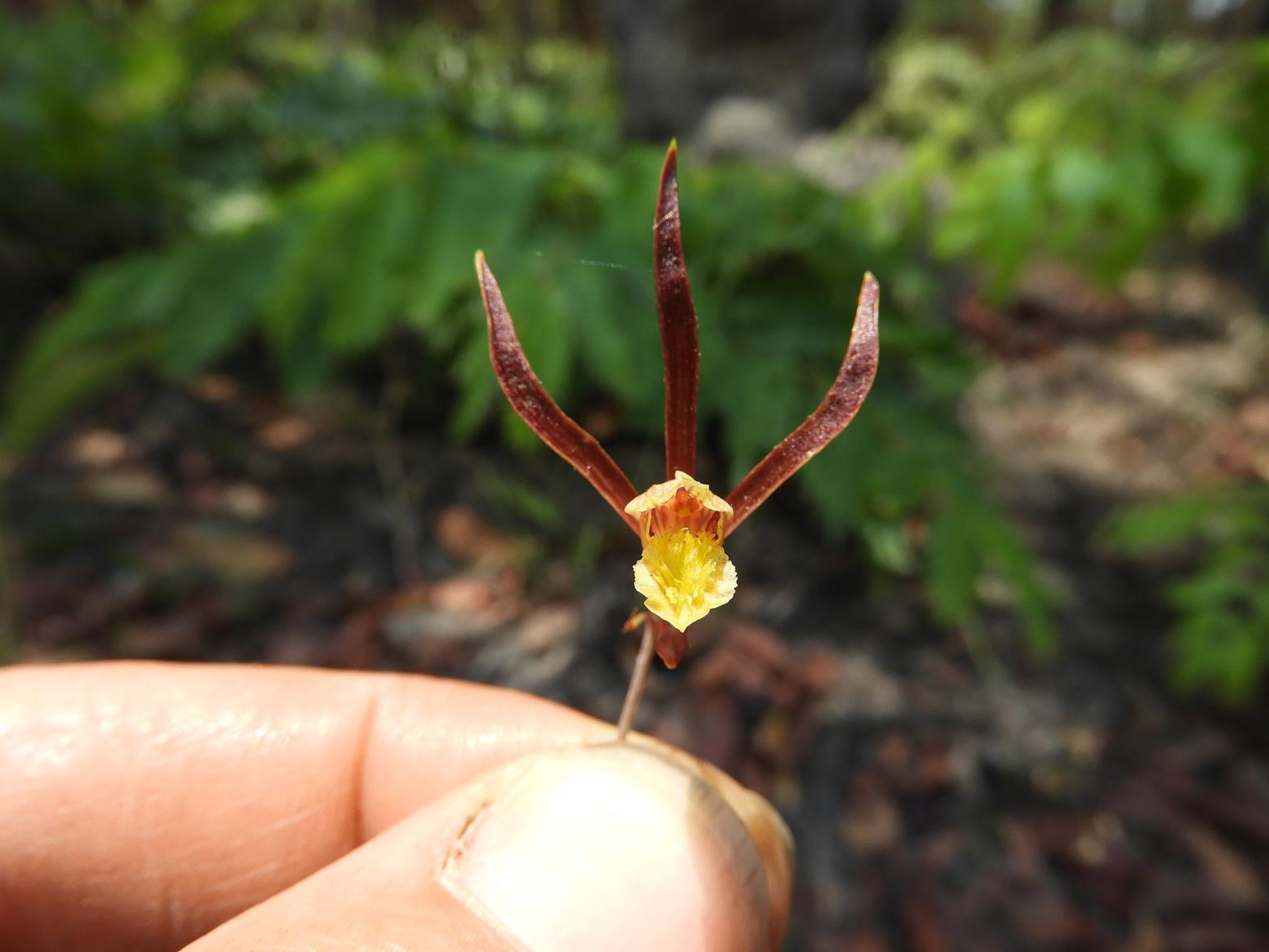 Eulophia mumbwaensis