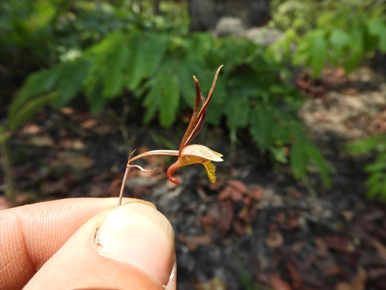 Eulophia mumbwaensis