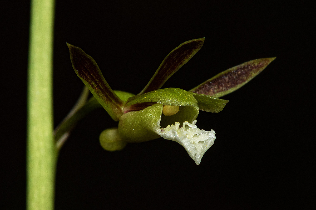Eulophia norlindhii Eulophia norlindhii