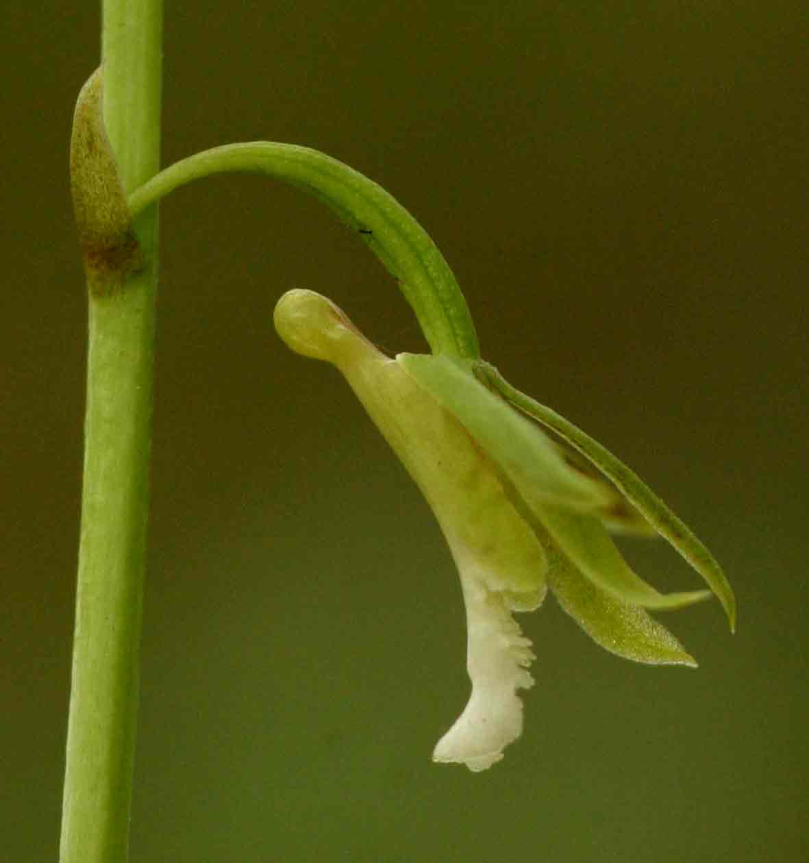 Eulophia norlindhii Eulophia norlindhii