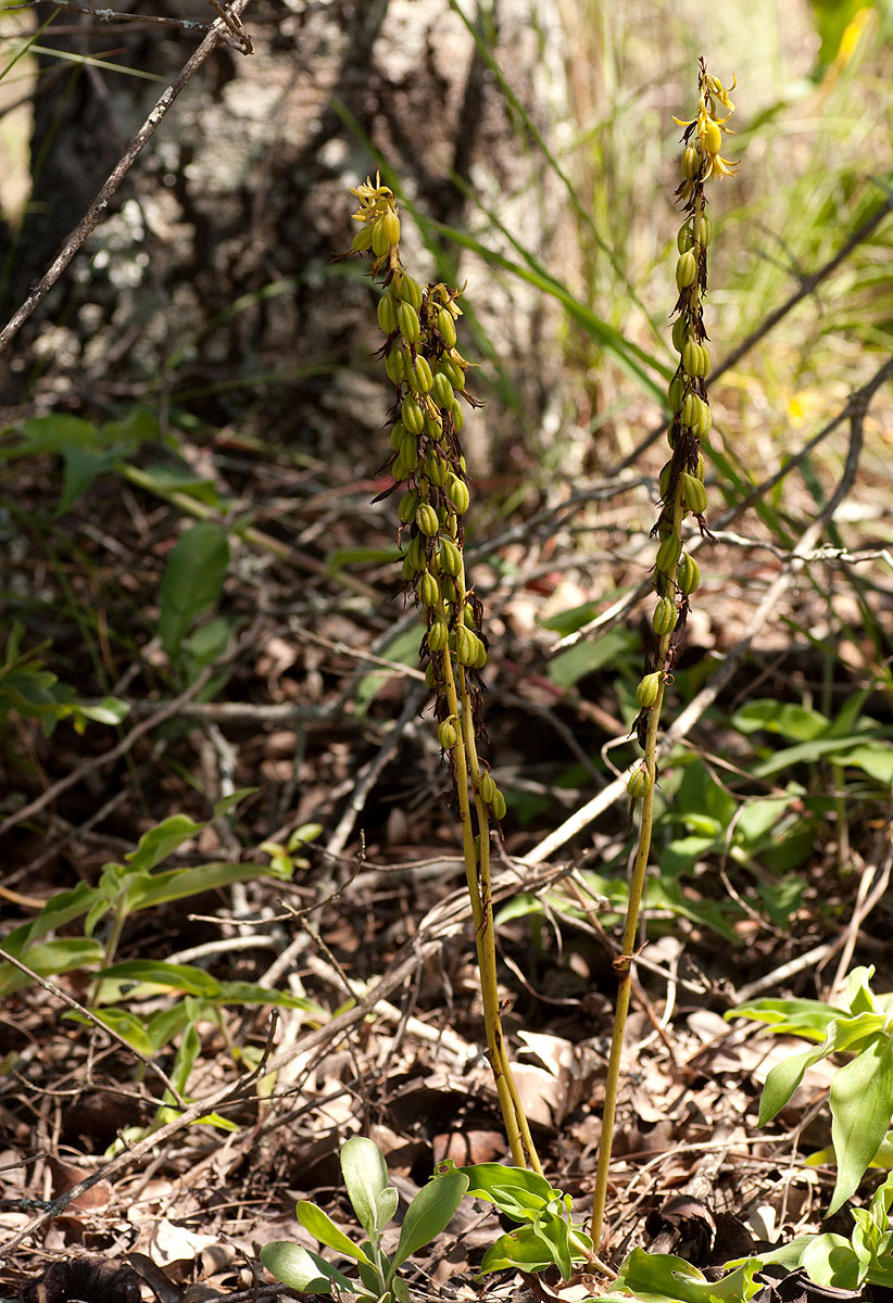 Eulophia norlindhii Eulophia norlindhii