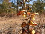 Eulophia orthoplectra