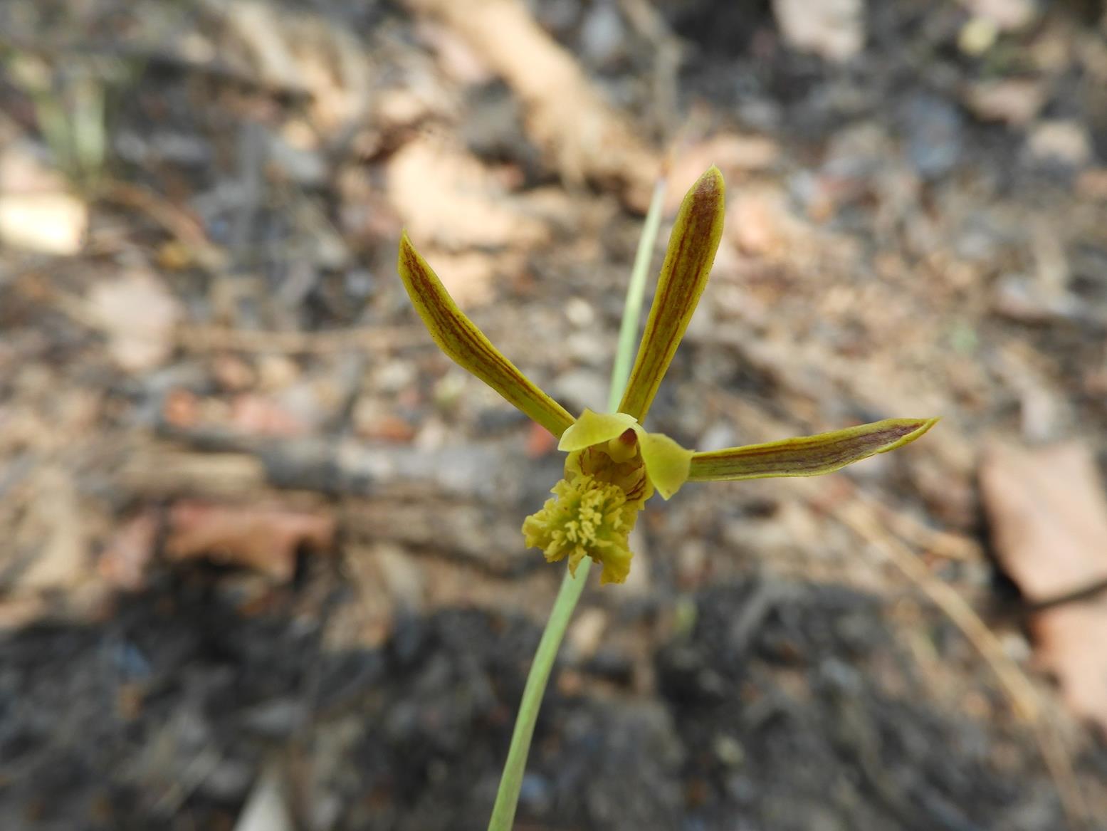 Eulophia penduliflora