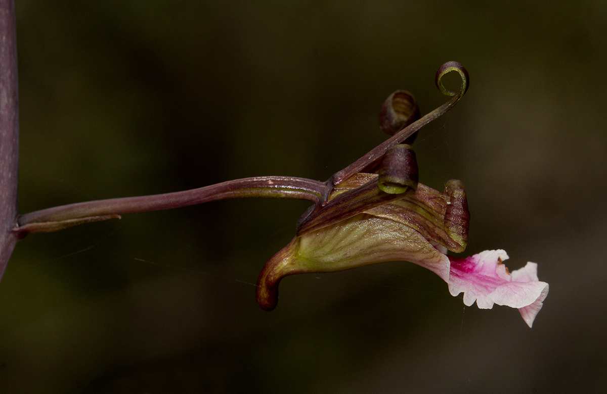 Eulophia petersii Eulophia petersii