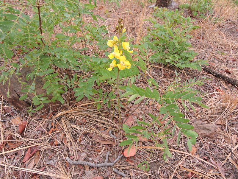 Eulophia speciosa Eulophia speciosa