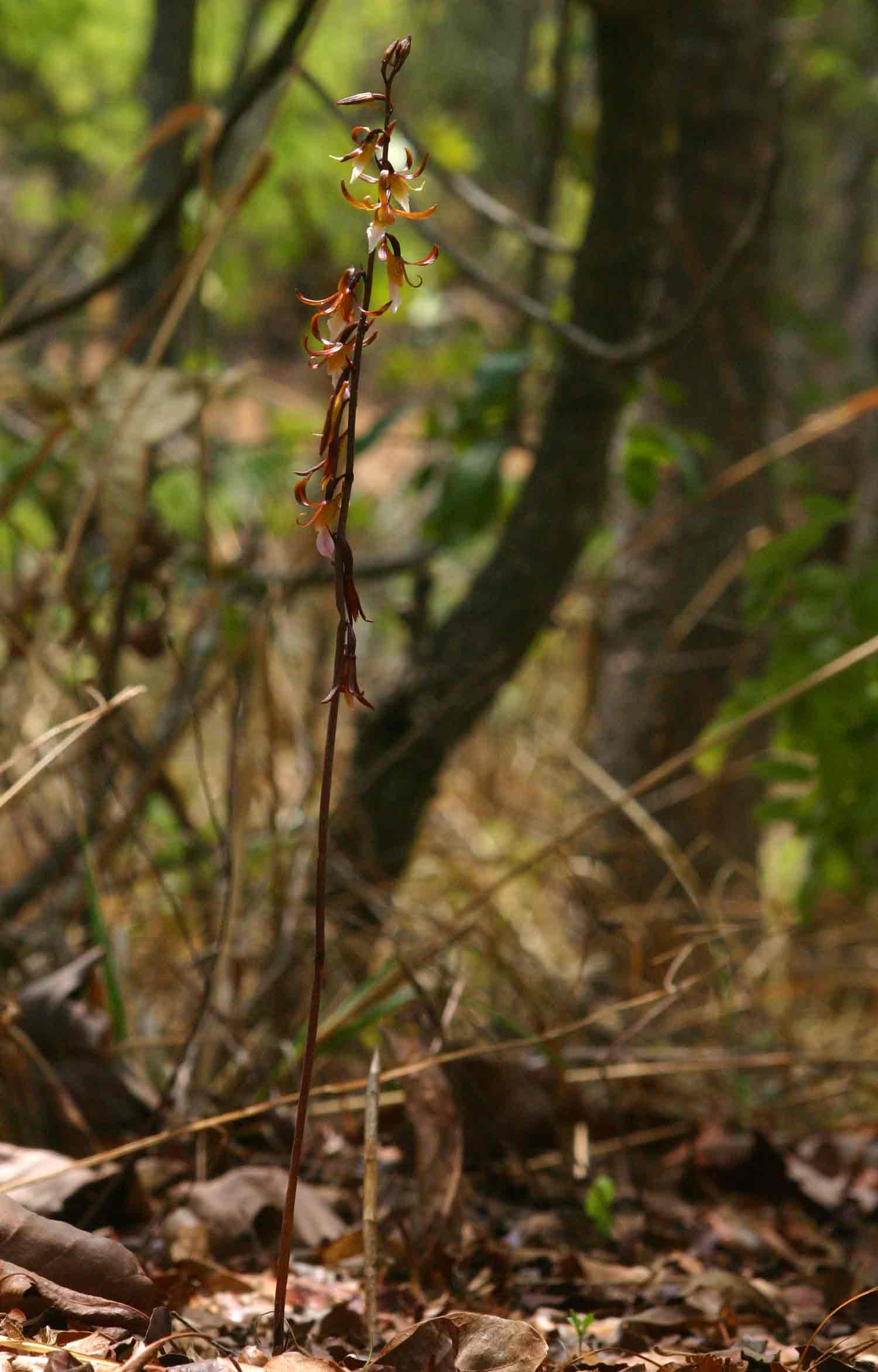 Eulophia subsaprophytica