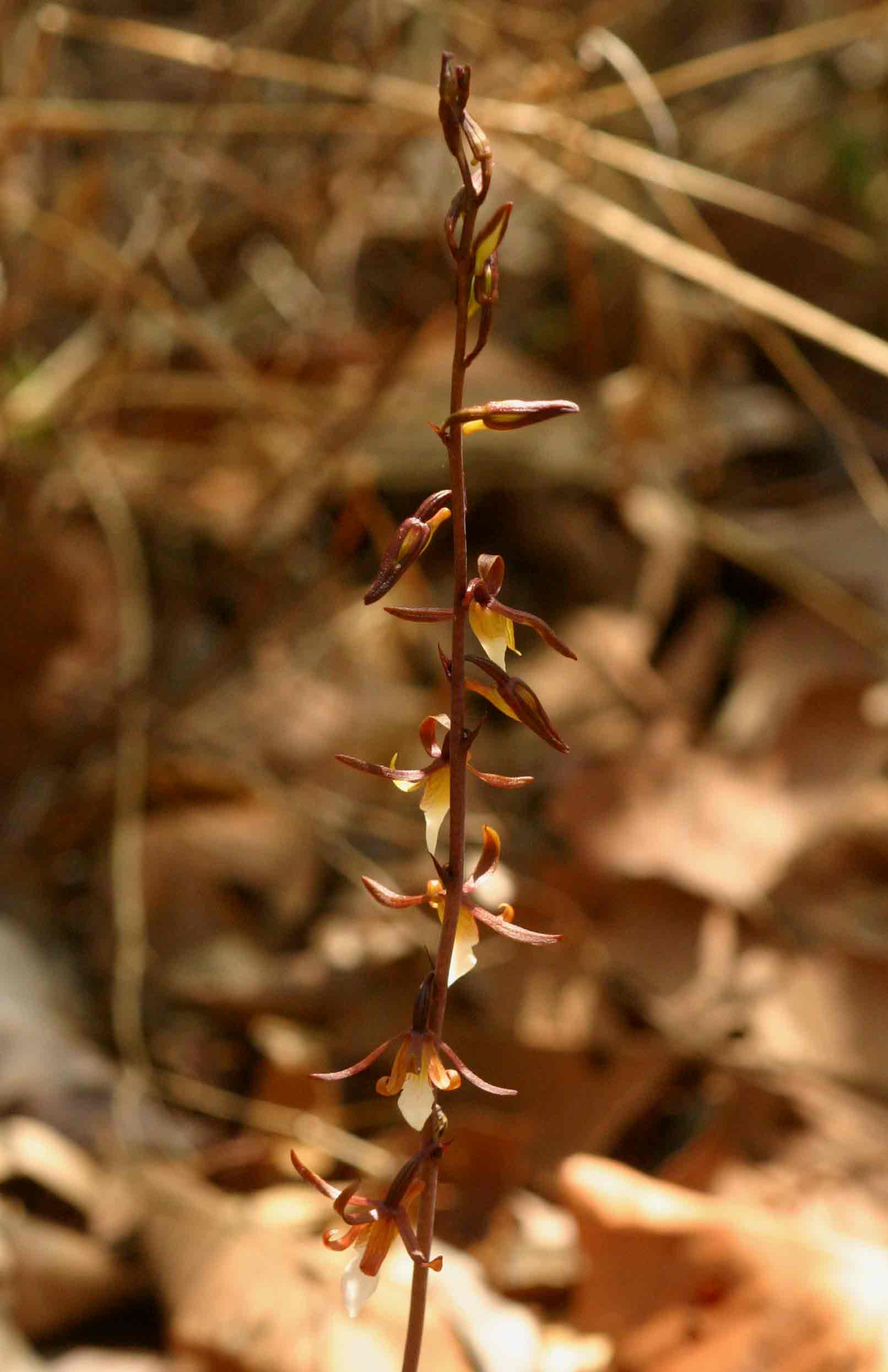 Eulophia subsaprophytica