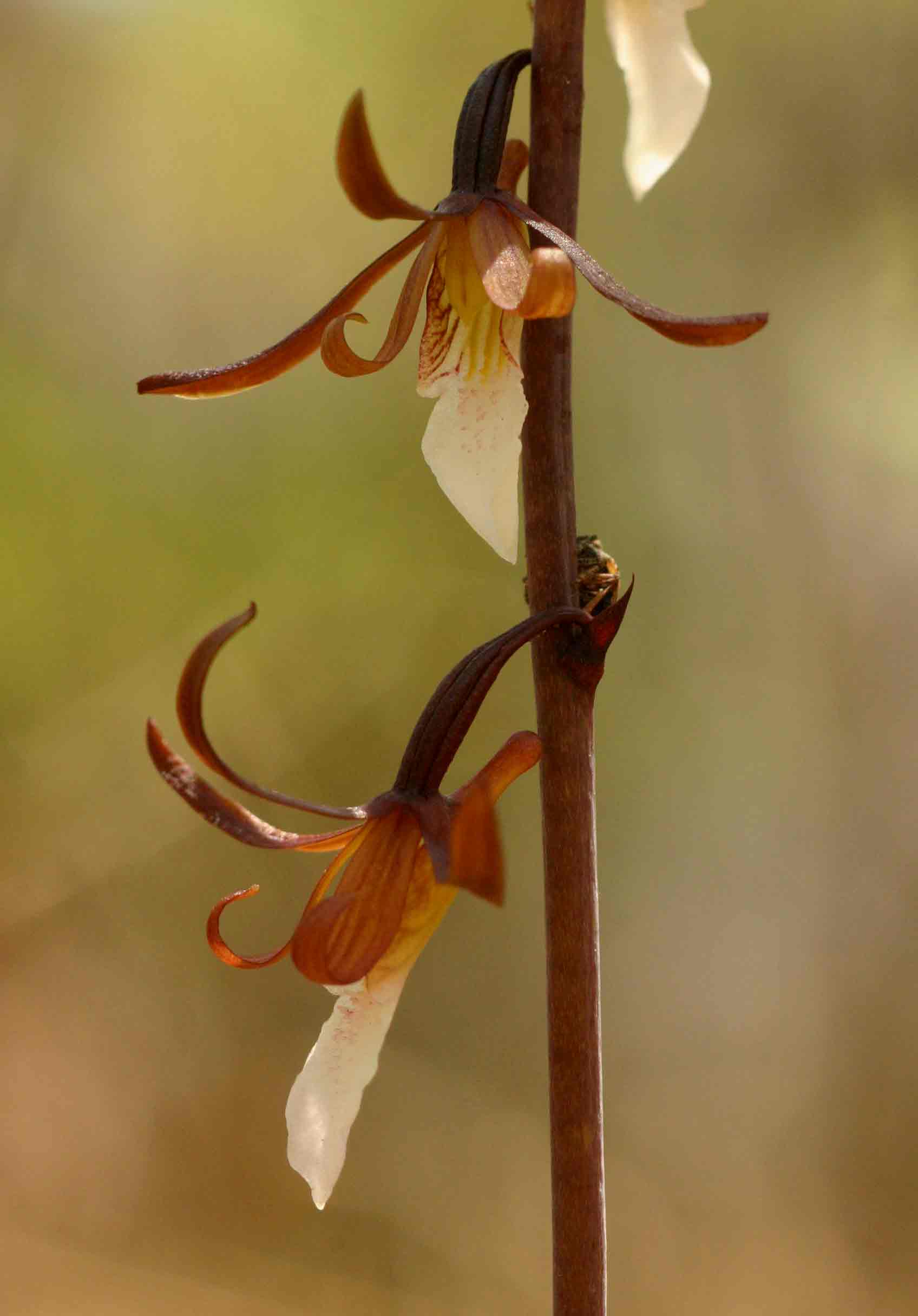 Eulophia subsaprophytica