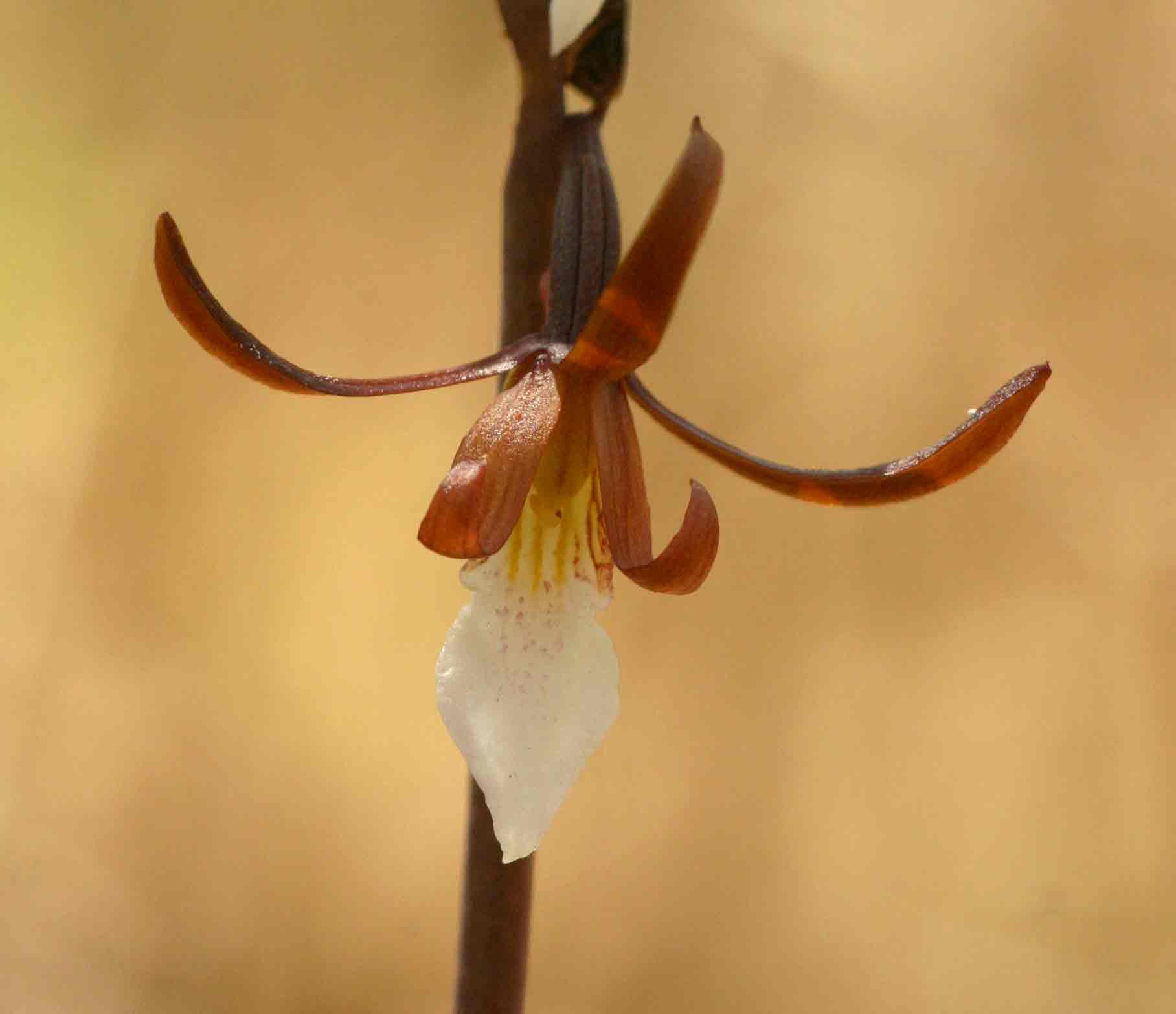 Eulophia subsaprophytica
