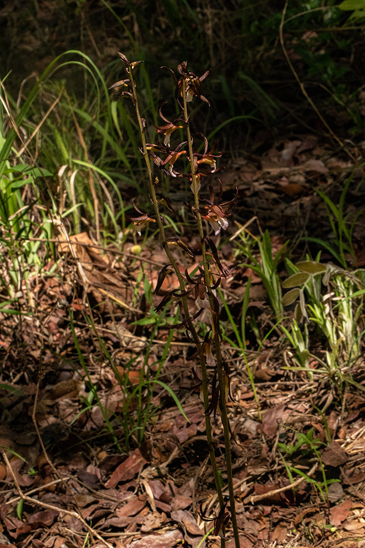 Eulophia subsaprophytica